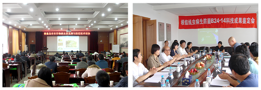 領(lǐng)先生物益根勁菌多糖解決黃瓜根結(jié)線蟲問題 領(lǐng)先生物益根勁菌多糖解決黃瓜根結(jié)線蟲問題