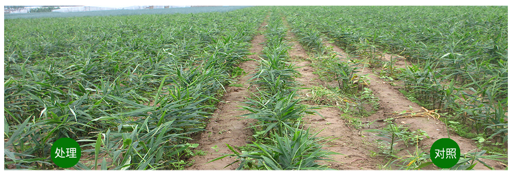 領(lǐng)先生物運(yùn)用生物技術(shù)消滅“毒大姜”育出健康大姜 領(lǐng)先生物運(yùn)用生物技術(shù)消滅“毒大姜”育出健康大姜